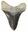 Killer, Fossil Megalodon Tooth - Georgia #60483-2